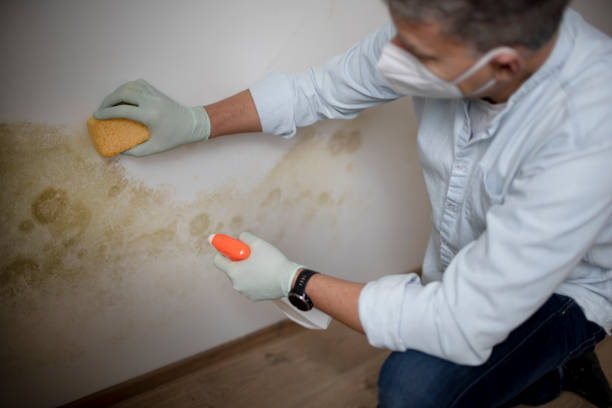 Best Mold Damage Repair  in Sturgeon, MO