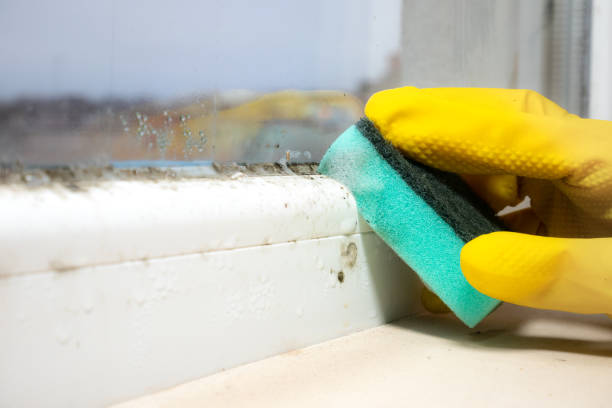 Best Mold Testing  in Sturgeon, MO