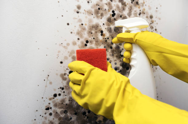Mold Testing and Removal in Sturgeon, MO