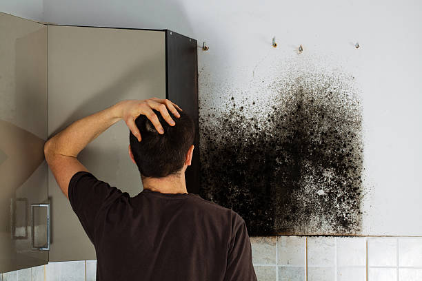 Best Certified Mold Removal  in Sturgeon, MO