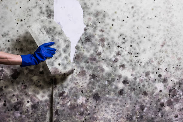 Best Crawl Space Mold Removal  in Sturgeon, MO
