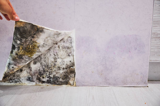 Best Emergency Mold Removal  in Sturgeon, MO